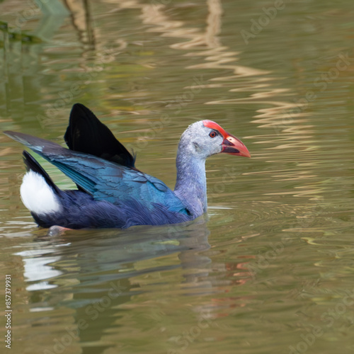 Schilderij op canvas Beautiful Grey headed Swamphen