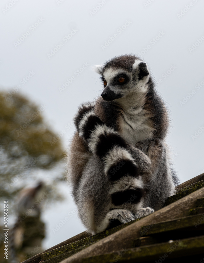 Obraz premium A portrait of a ring tailed lemur