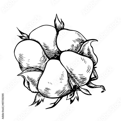 The cotton is organic. Black and white, detailed, graphic, vector illustration in the form of a cotton box, emphasizing botanical features. Ripe fluffy cotton. Isolate hand-drawn on a white background