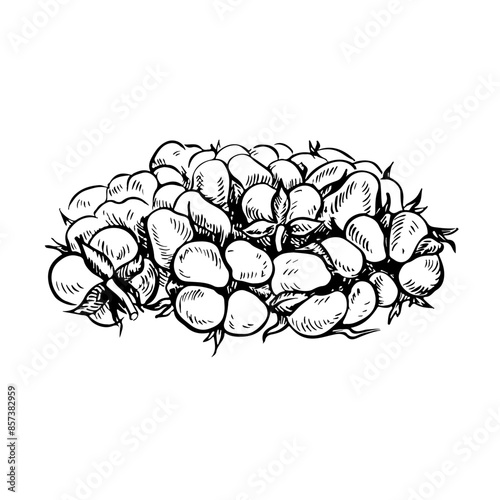 The cotton is organic. Black and white, detailed, graphic, vector illustration in the form of a bunch of cotton boxes. A handful of Ripe, fluffy cotton. Isolate, hand-drawn on a white background.