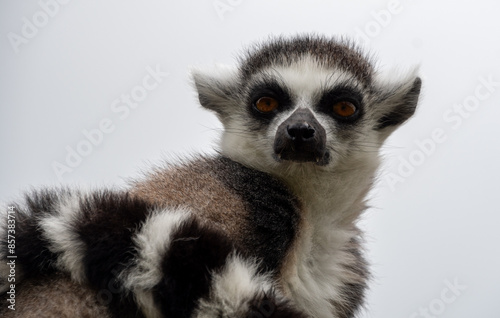 A portrait of a ring tailed lemur