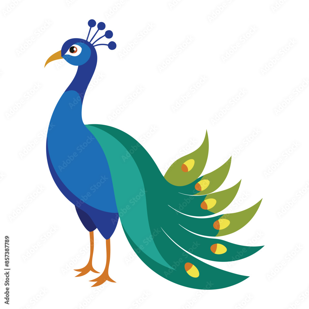 illustration of a peacock illustration of a peacock