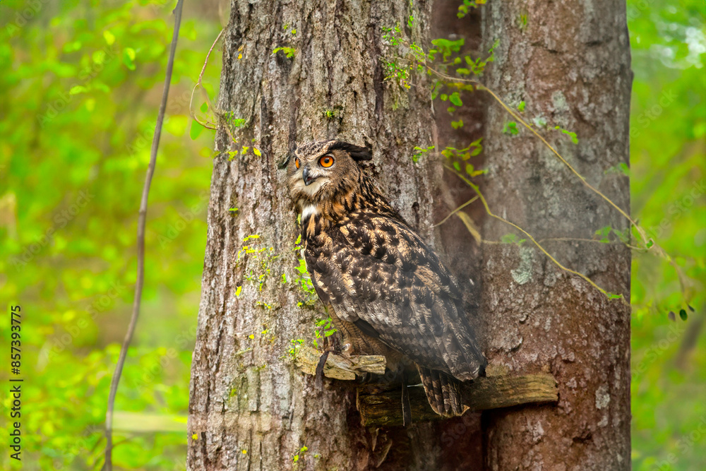 Fototapeta premium great horned owl