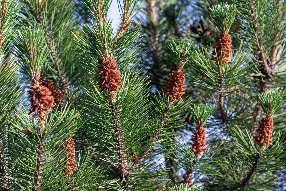Brown inflorescences on pine branches. Brown inflorescences on pine branches.