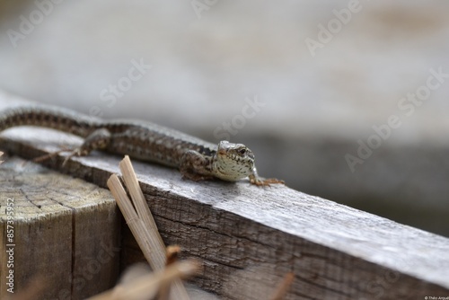 Small common lizard
