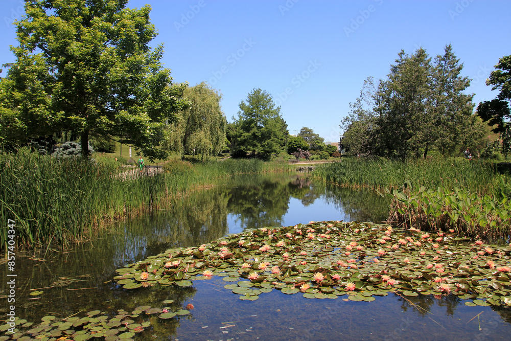 Fototapeta premium Summer landscape with blooming lotuses on he pond