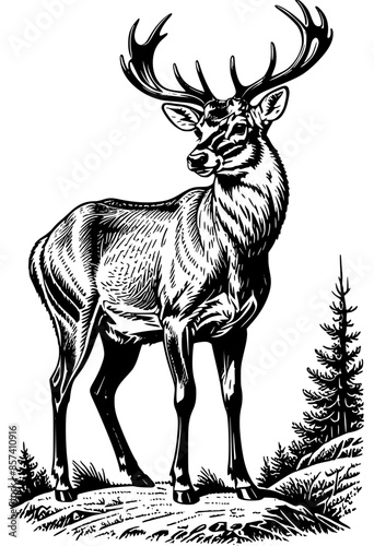 Engraved Fauna Collection: Vintage Deer Illustrations.