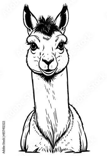 Whimsical Alpaca Art Collection