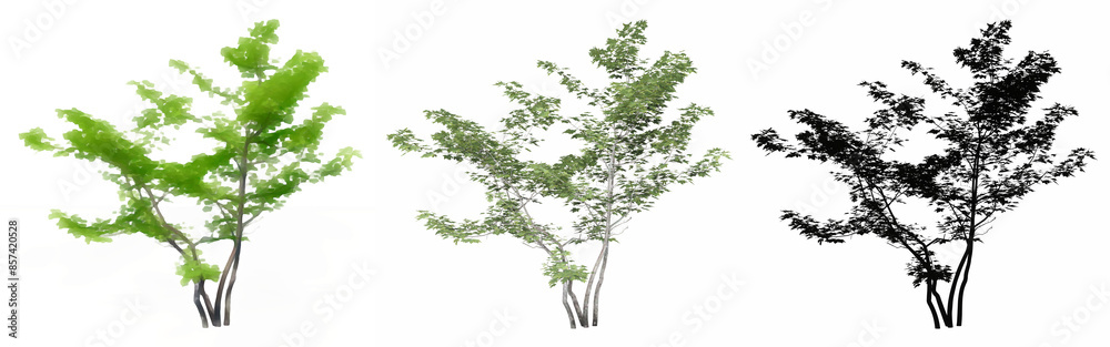 Obraz premium Set or collection of Mountain Maple trees, painted, natural and as a black silhouette on white background. Concept or conceptual 3d illustration for nature, ecology and conservation, strength, beauty