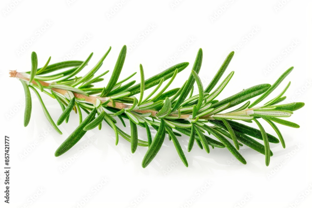 Fototapeta premium Isolated rosemary sprigs on white background Design element for labels catalogs web