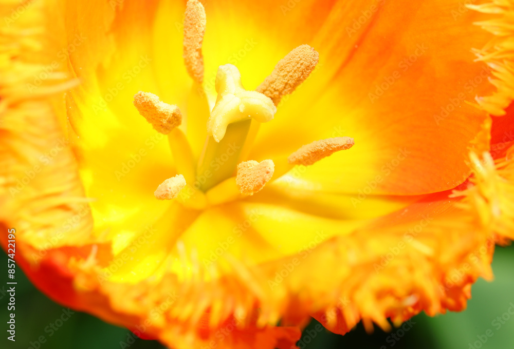 Extremely detailed macro photograph of the center of a tulip flower showing the pollen clearly Extremely detailed macro photograph of the center of a tulip flower showing the pollen clearly