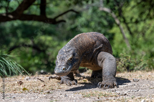Komodo