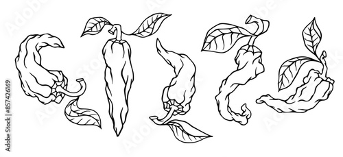 A collection of sketches and doodles of chili peppers. Vector graphics.