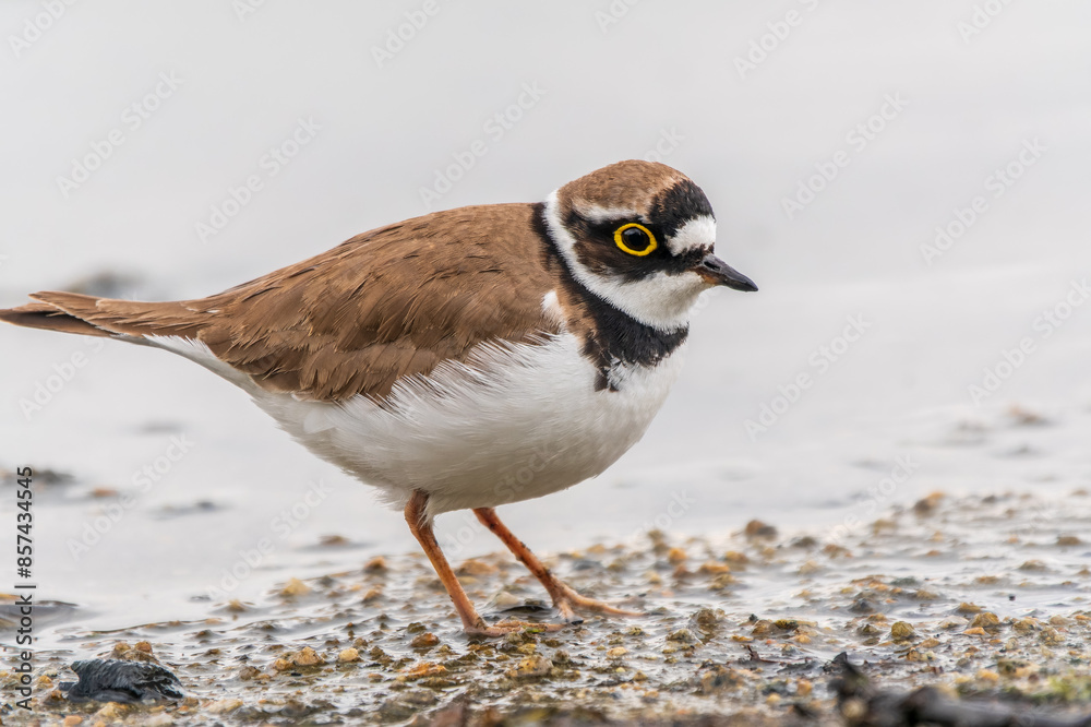 Little ringed plover (Charadrius dubius), bird standing on the lake shore