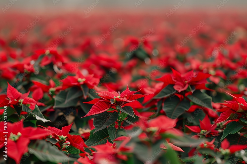 Red poinsettias in a beautiful field Red poinsettias in a beautiful field