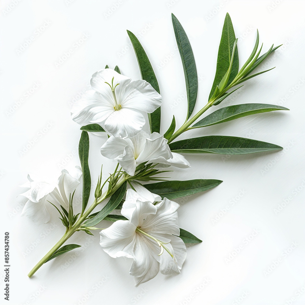 Fototapeta premium white oleander background color green leaf flower nature