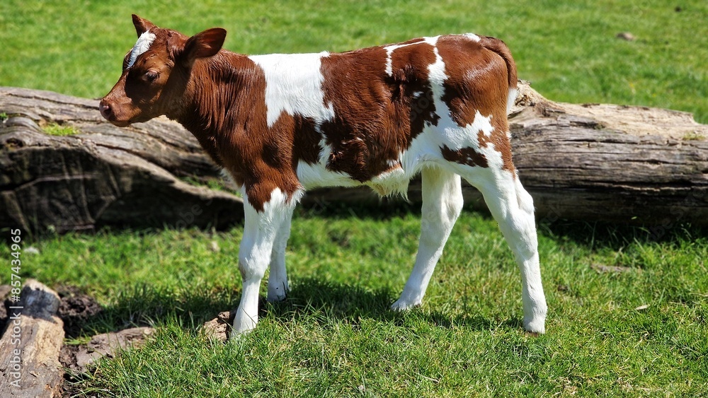 A newborn calf at the animal farm, walking around. A newborn calf at the animal farm, walking around.