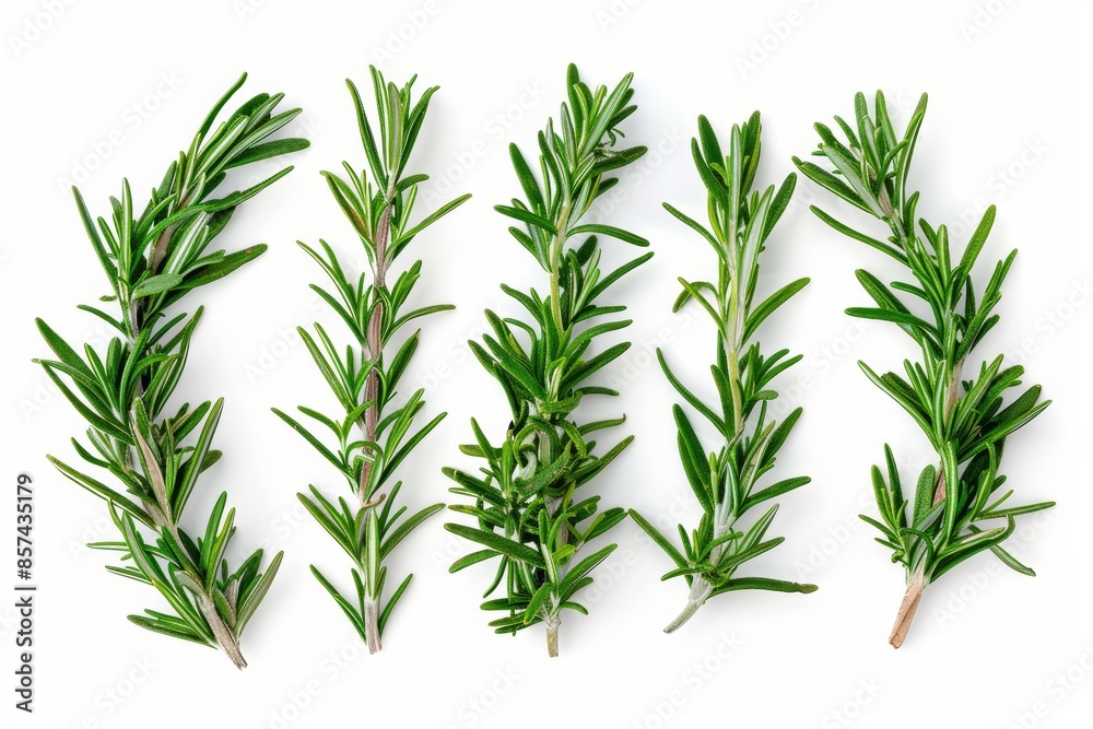 Rosemary branches on white background with oil Top view Rosemary branches on white background with oil Top view