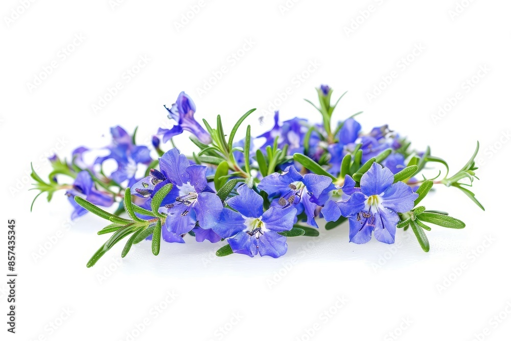 Obraz premium Rosemary flowers isolated on white background