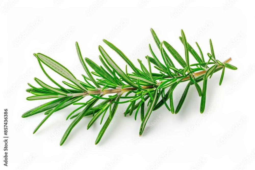 Fototapeta premium Single rosemary sprig on white background