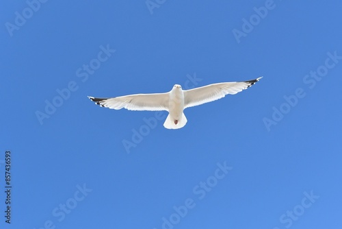 seagull in flight