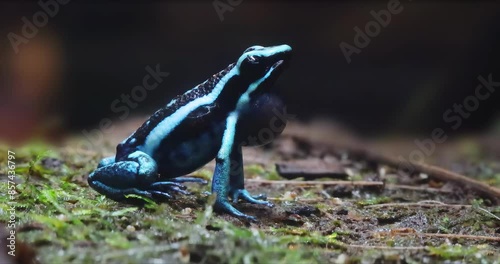 A Poison dart frog the common name of a group of frogs in the family Dendrobatidae which are native to tropical Central and South America. photo