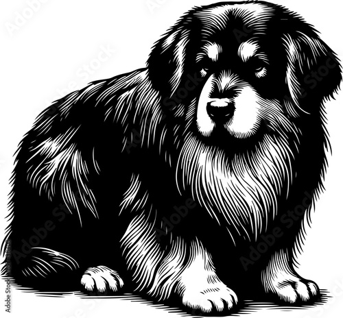 black and white engrave isolated dog, vector illustration on the white background