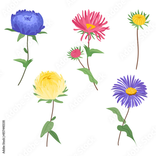 Set of aster flowers of different colors isolated on white background. Summer botanical Vector illustration for card, poster, cover, wedding