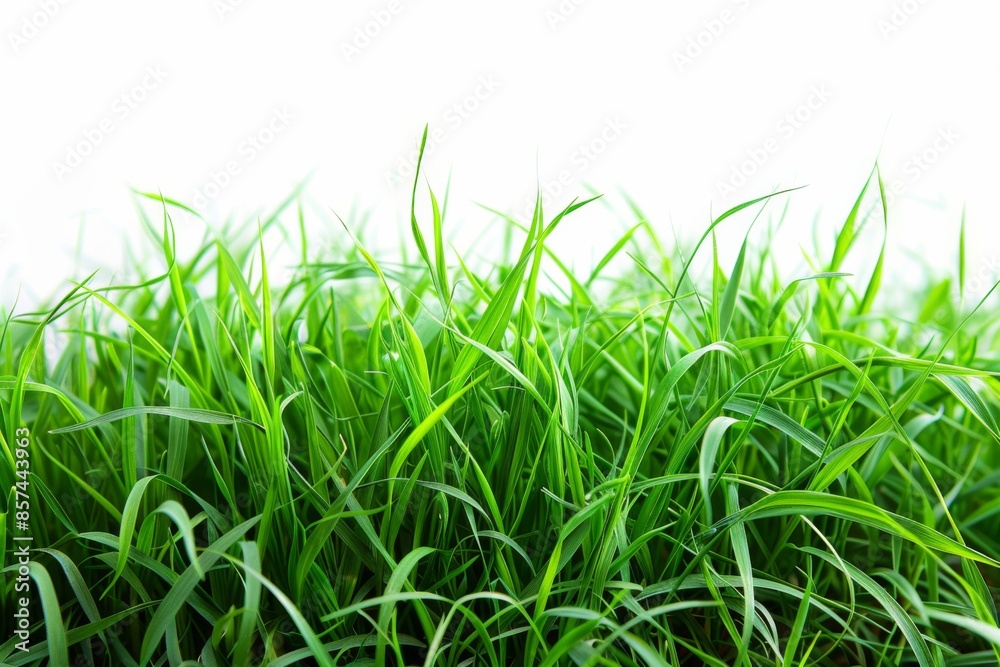 Lush Green Grass on White Background Lush Green Grass on White Background