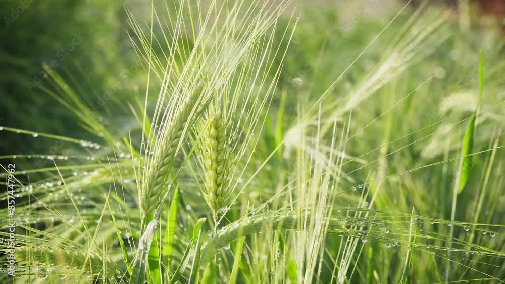 Barley about to mature in June in Northeast China Barley about to mature in June in Northeast China