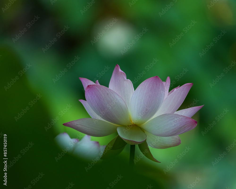 Lotus Flower Bloom Lotus Flower Bloom