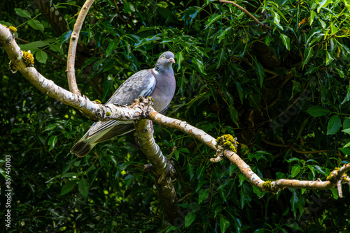 Woodpigeon sits on a branch. In Edinburgh, Scotland