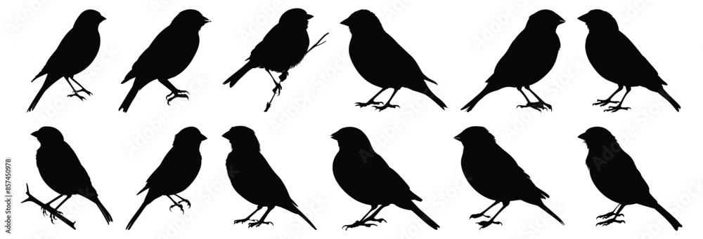 Bird silhouettes set, pack of vector silhouette design, isolated background Bird silhouettes set, pack of vector silhouette design, isolated background