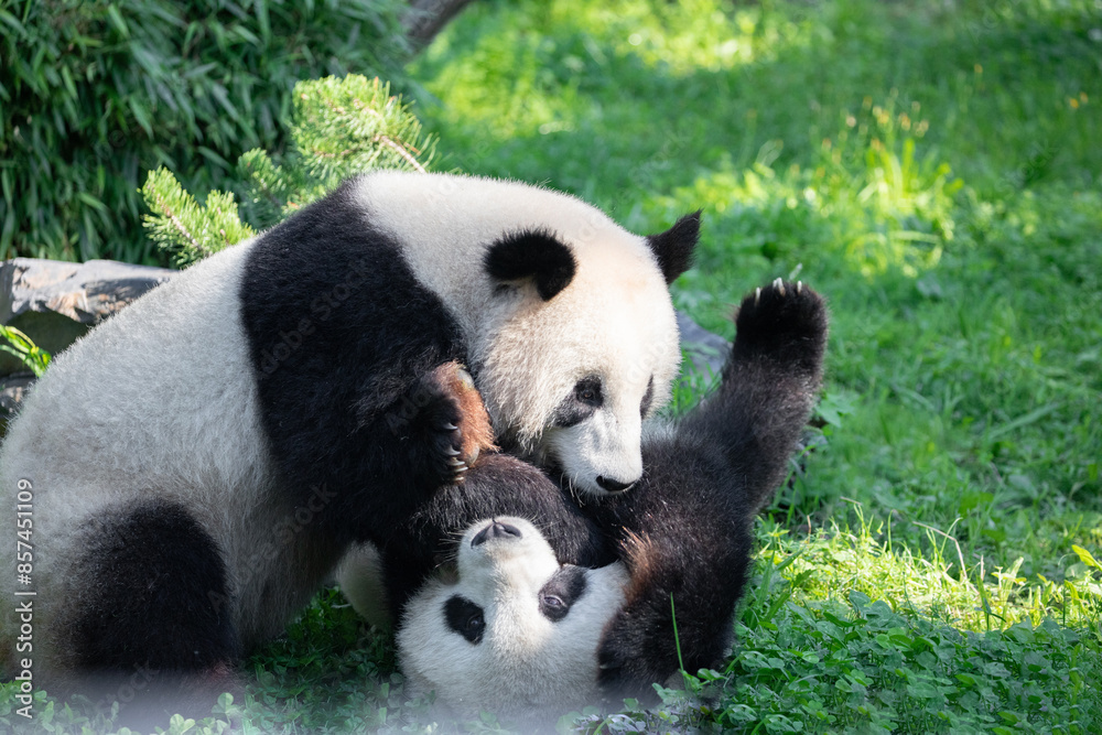 cheerful playing pandas on green lawn cheerful playing pandas on green lawn