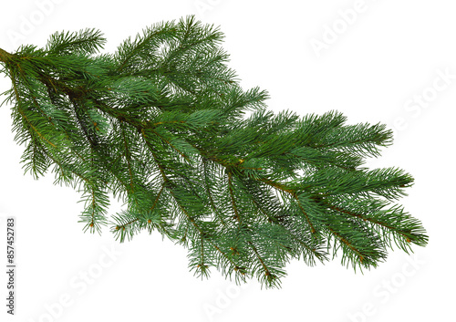 Obraz na plátně Christmas tree branch isolated on transparent, png for a Christmas decor