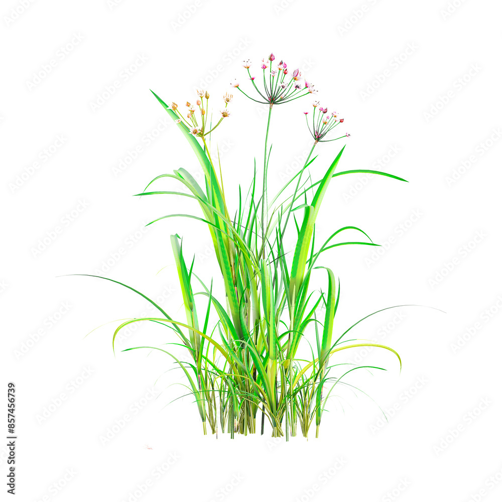 Fototapeta premium 3d rendering of Flowering rush plant
