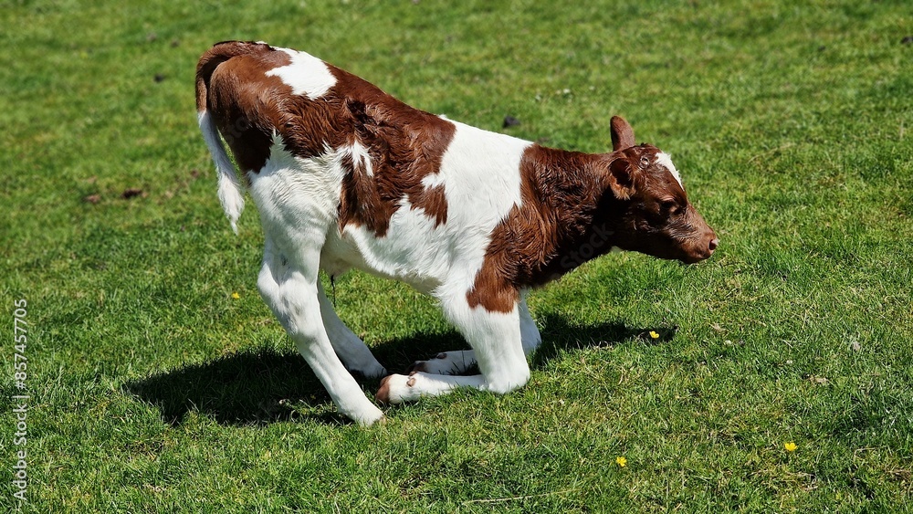 Naklejka premium A newborn calf from the animal farm, is kneeling on the green grass.