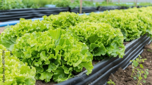 A close-up view of lettuce plants being watered by a drip irrigation system in a field photo
