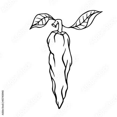Sketch, doodle of a hot chili pepper. Vector graphics.