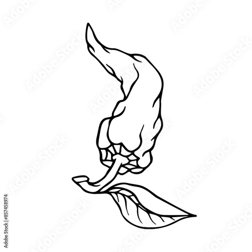 Sketch, doodle of a hot chili pepper. Vector graphics.