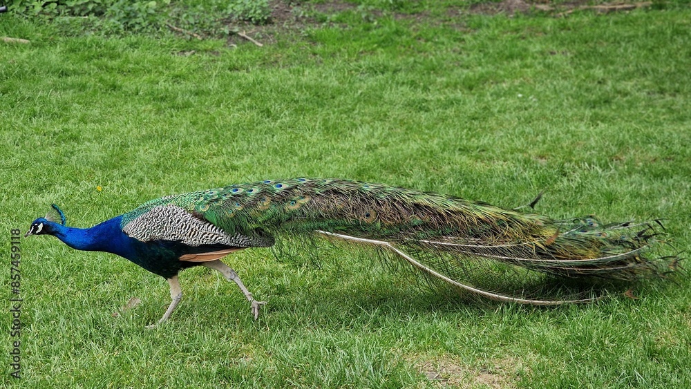 Naklejka premium The Indian peafowl or Pavo cristatus, also known as the common peafowl or blue peafowl, walking around on green grass.