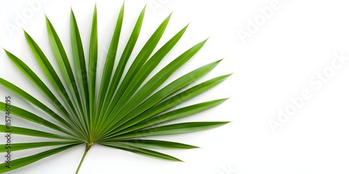 Product photography of saw palmetto on white background with copy space. Concept Product Photography, Saw Palmetto, White Background, Copy Space, Natural Health Products
