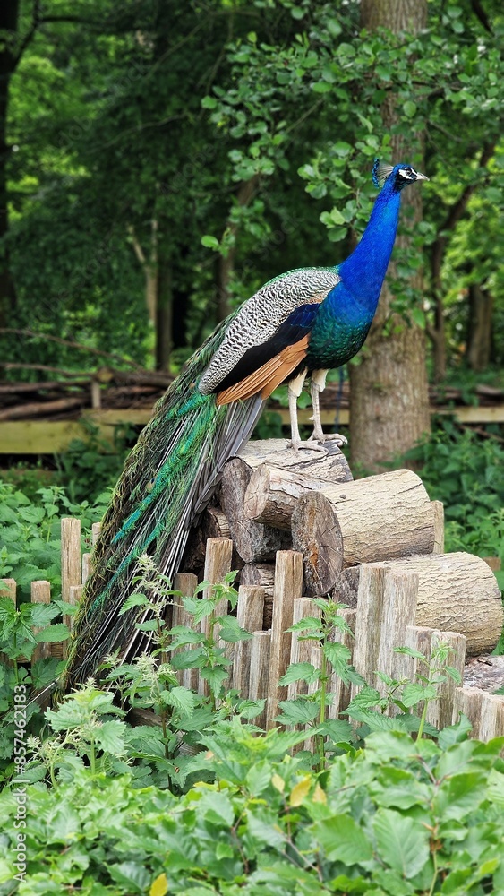 Fototapeta premium The Indian peafowl or Pavo cristatus, also known as the common peafowl or blue peafowl, standing on a stack of logs.