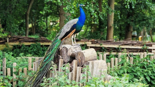 The Indian peafowl or Pavo cristatus, also known as the common peafowl or blue peafowl, standing on a stack of logs. photo