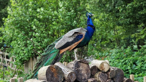 The Indian peafowl or Pavo cristatus, also known as the common peafowl or blue peafowl, standing on a stack of logs.