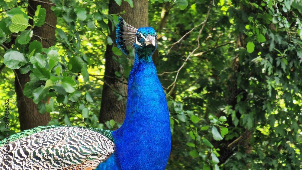 Obraz premium The Indian peafowl or Pavo cristatus, also known as the common peafowl or blue peafowl. Close up view.