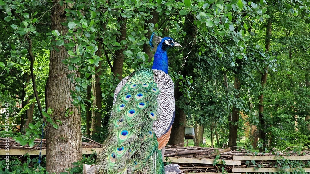 Naklejka premium The Indian peafowl or Pavo cristatus, also known as the common peafowl or blue peafowl. Close up view.