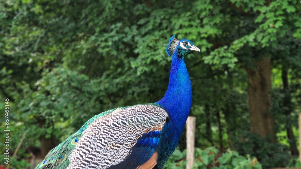 The Indian peafowl or Pavo cristatus, also known as the common peafowl or blue peafowl. Close up view. The Indian peafowl or Pavo cristatus, also known as the common peafowl or blue peafowl. Close up view.