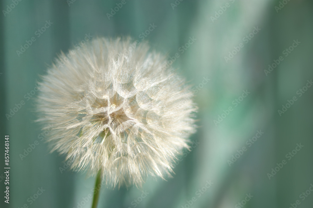 Fototapeta premium Dandelion on a Turquoise background. Freedom to Wish. Abstract dandelion flower background. Seed macro closeup. Soft focus. Silhouette fluffy flower. Nature background with dandelion. Fragility