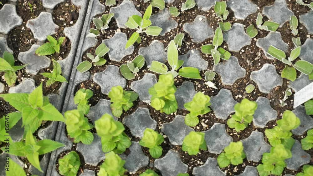 Green plant seedlings growing in pots on a Farm. Greenhouse growth concept in a Plant Nursery. Green plant seedlings growing in pots on a Farm. Greenhouse growth concept in a Plant Nursery.